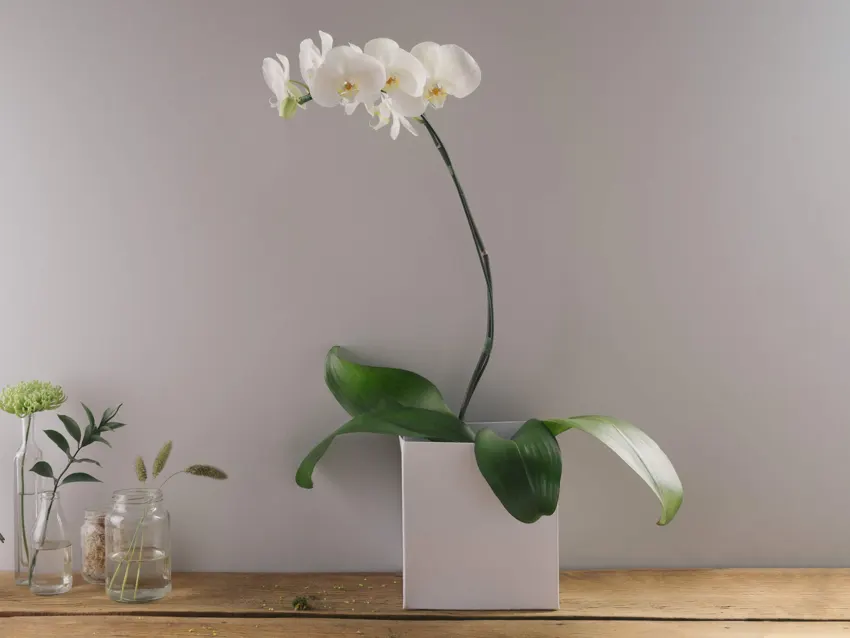 Orquídea branca